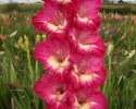 Hlízy velkokvětých gladiol