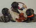 Bullmastif bulmastif bullmastiff bulmastiv bul