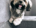 Lhasa Apso s PP