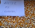 Kukuřice pukancová (popcorn) 4 druhy bio