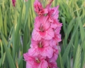 Hlízy velkokvětých gladiol