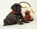 Bullmastif bulmastif bullmastiff bulmastiv bul