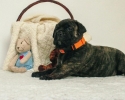 Bullmastif bulmastif bullmastiff bulmastiv bul