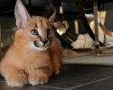 Výjimečný vrh koťat Serval a Savannah the caracal