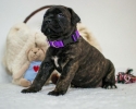 Bullmastif bulmastif bullmastiff bulmastiv bul