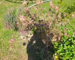 Černý kmín (Nigella sativa)