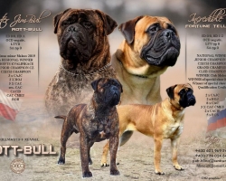 Bullmastif bulmastif bullmastiff bulmastiv bul