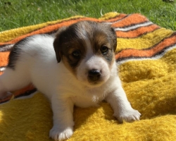 Jack Russell Teriér